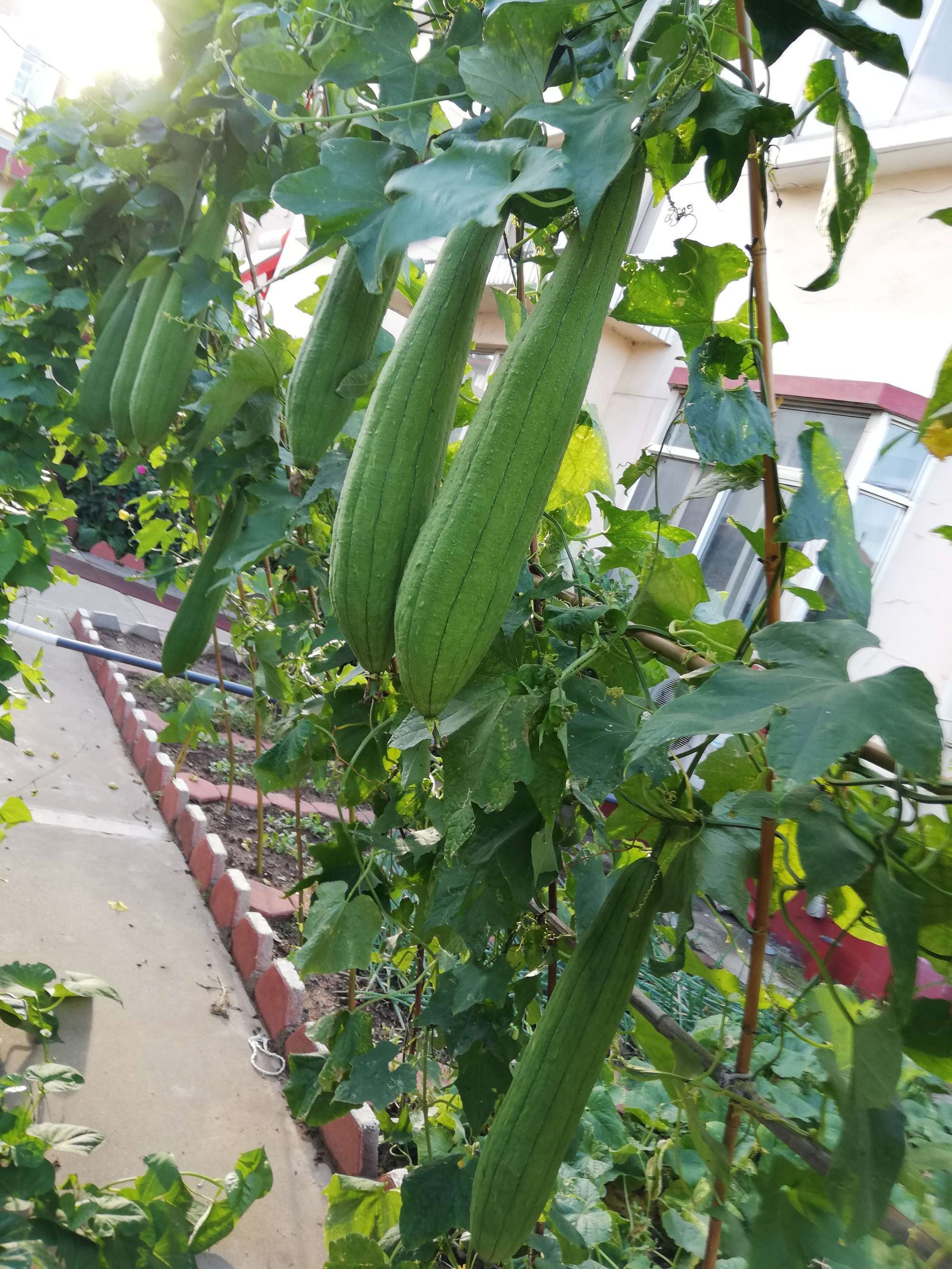 丝瓜黄瓜番茄草莓黄_丝瓜番茄排骨汤的做法_番茄丝瓜炒蛋
