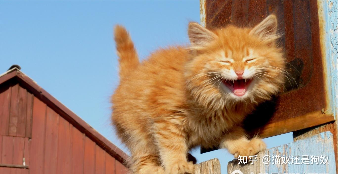 动物传心课程_动物传心师在线观看_动物传心师