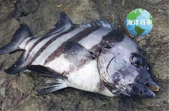 章鱼哥_章鱼哥_章鱼哥