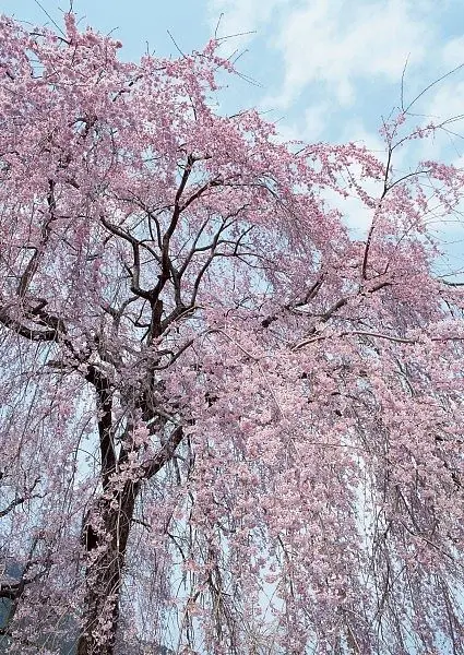 松前绪花_松前绪花_松前绪花