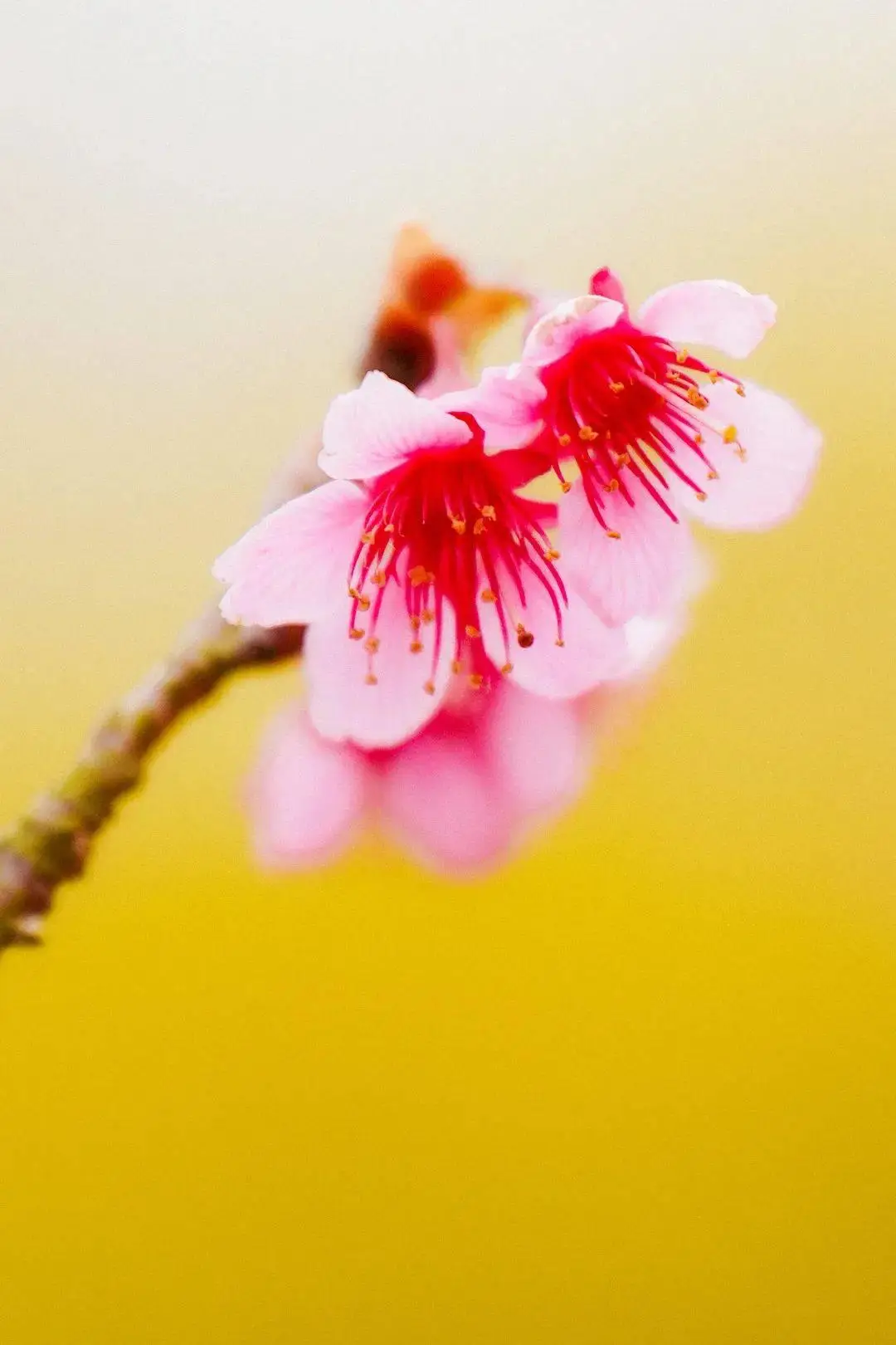 4.24日是什么日子_4.24日是什么日子_2024年4月最吉利的日子是