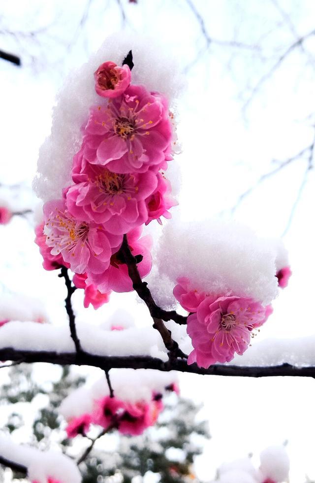 雪恋冬歌曲_恋雪_雪恋歌曲陈思思