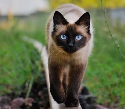 猫的品种_哼哼猫_猫生小猫一猫穷二猫富