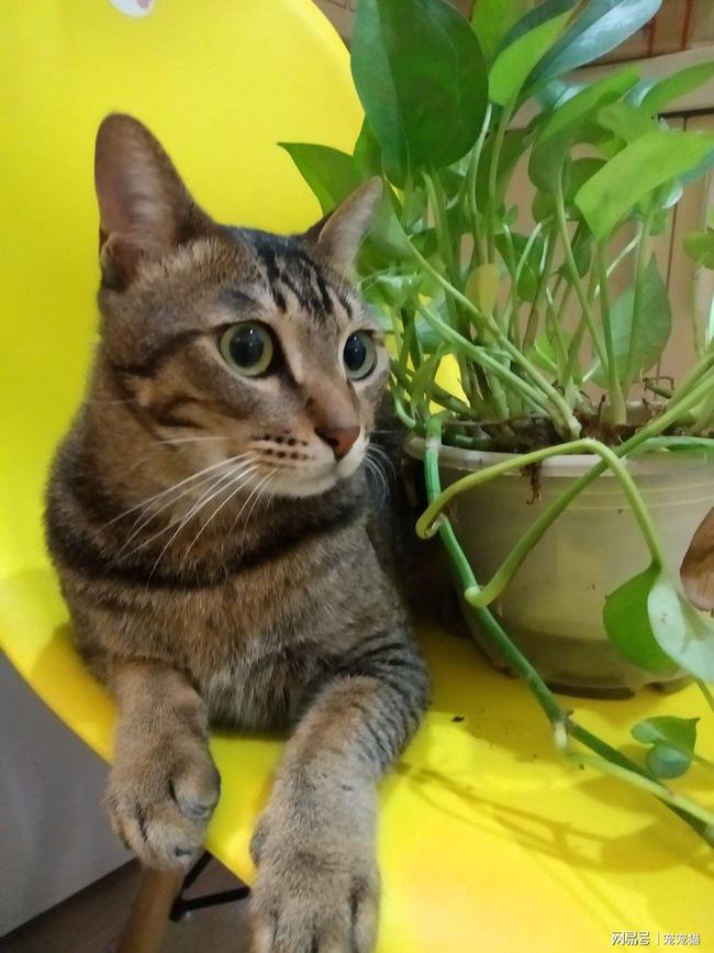 哼哼猫_猫生小猫一猫穷二猫富_猫的品种