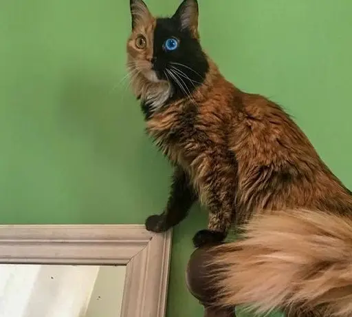 哼哼猫_猫的品种_猫生小猫一猫穷二猫富