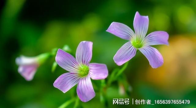 福彩3D_倒福_福宝抵达成都
