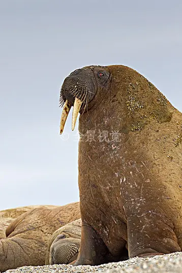 海象人真实事件_海象人恐怖图片_海象人