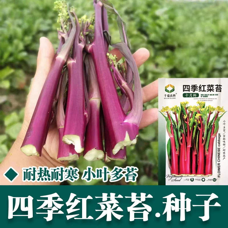 菜种大全蔬菜种子_菜种宝可梦_菜种