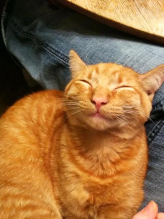 小猫玩儿的手机游戏_安卓小猫游戏_小猫游戏手机