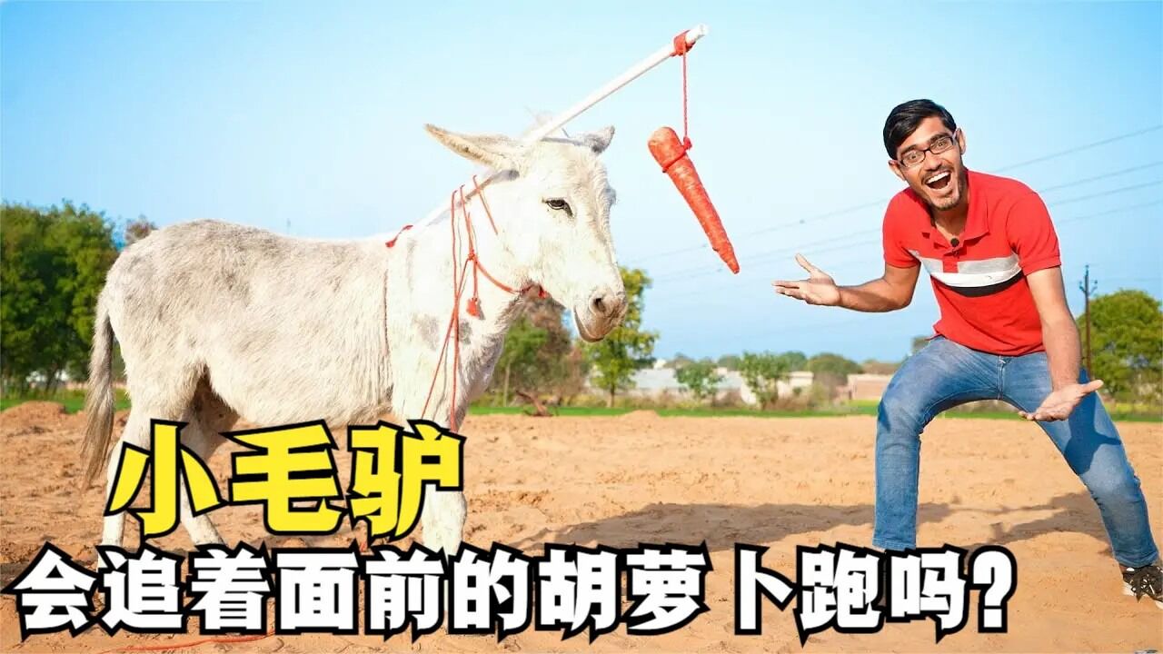 驴的手游_喂驴游戏手机_主角是驴的游戏