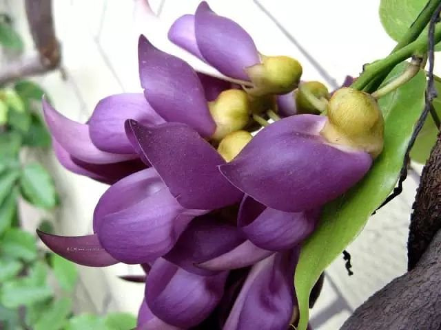 清明节天气预报15天查询_清明节天变暖怀先人去扫墓_清明节哪天