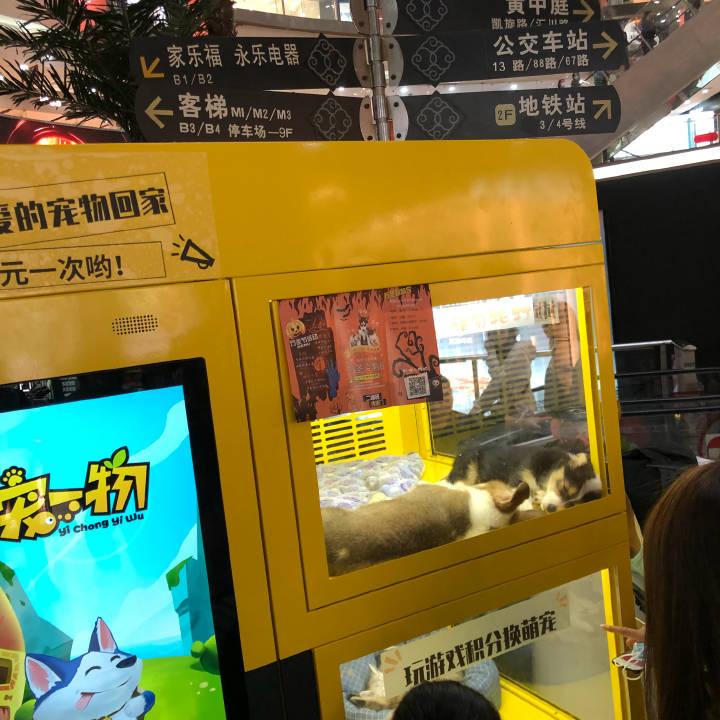 奎迪游戏_奎奎奎奎奎尼_汪奎手机游戏