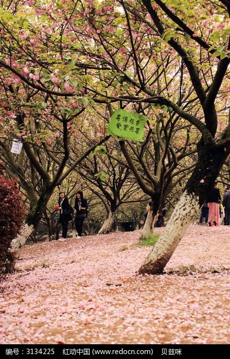 樱花软件_樱花软件_樱花软件