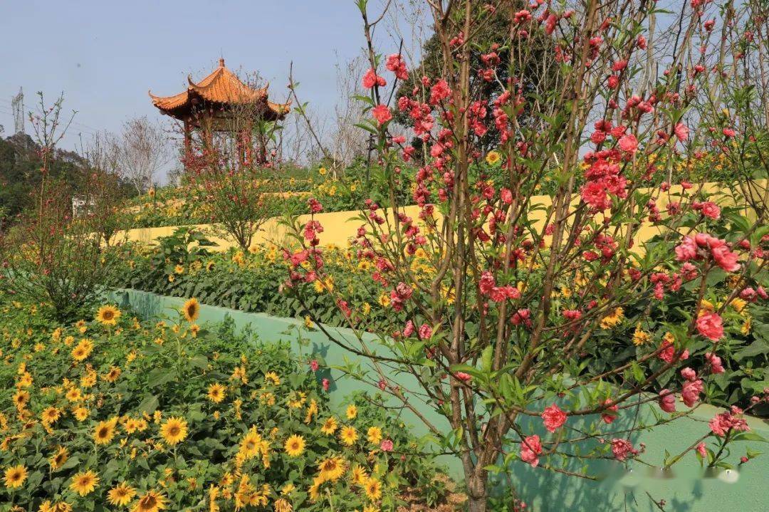 桃花灼灼妖芳华_桃花小妹之余一的桃花_桃花妖