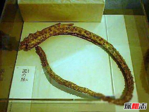 饭勺头蛇图片_九头的蛇_头白的蛇是什么蛇