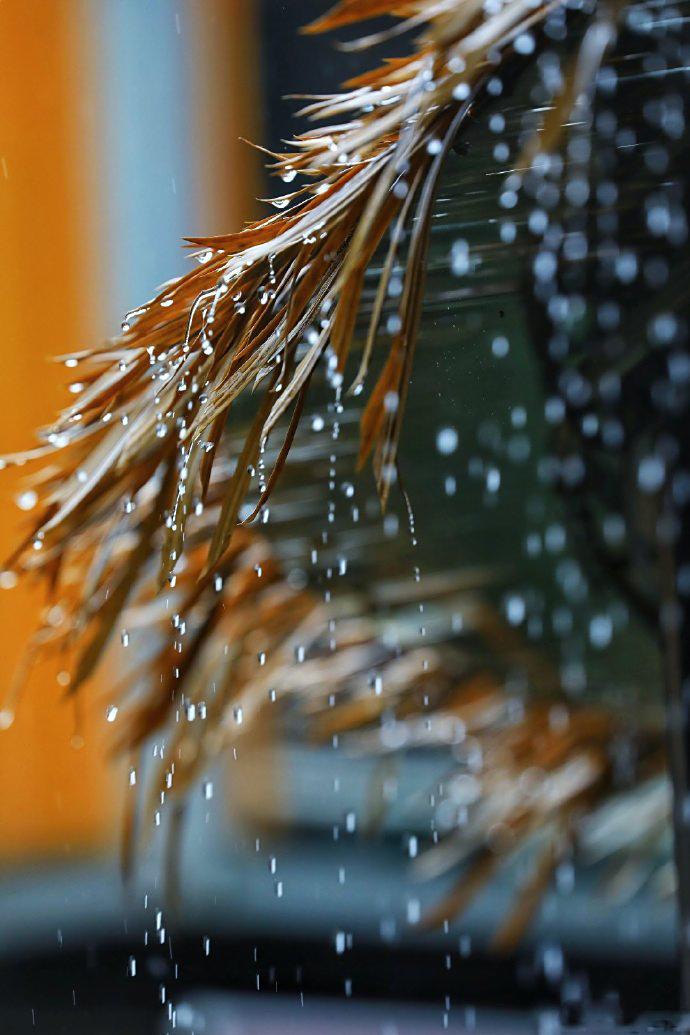 梅雨天_雨天梅花的文案_雨天梅花的诗文