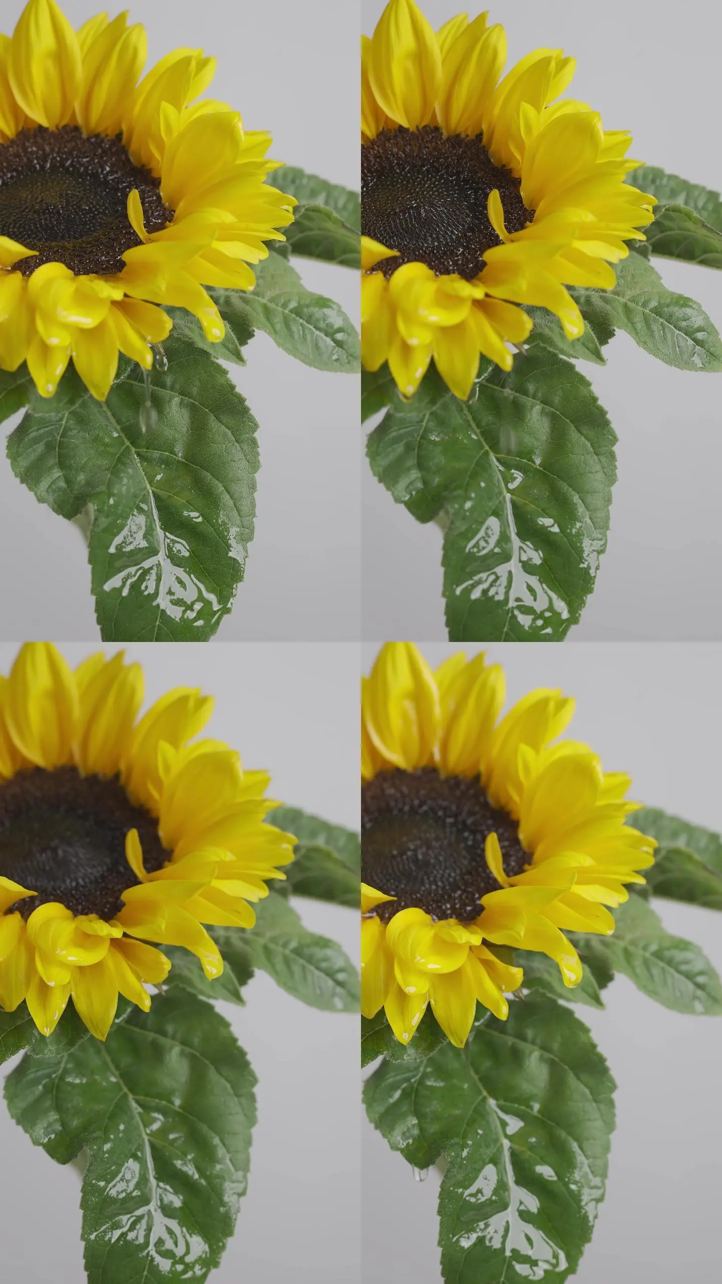 花瓣怎样剪视频_花瓣剪辑怎么剪视频_花瓣剪辑视频教程