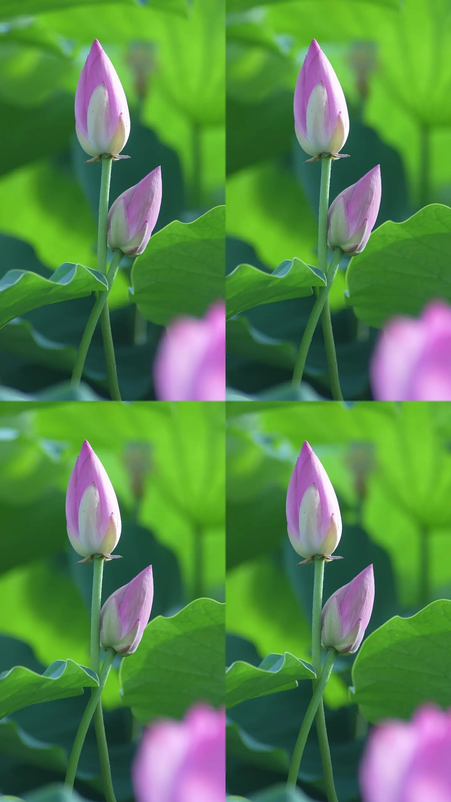 花瓣怎样剪视频_花瓣剪辑视频教程_花瓣剪辑怎么剪视频