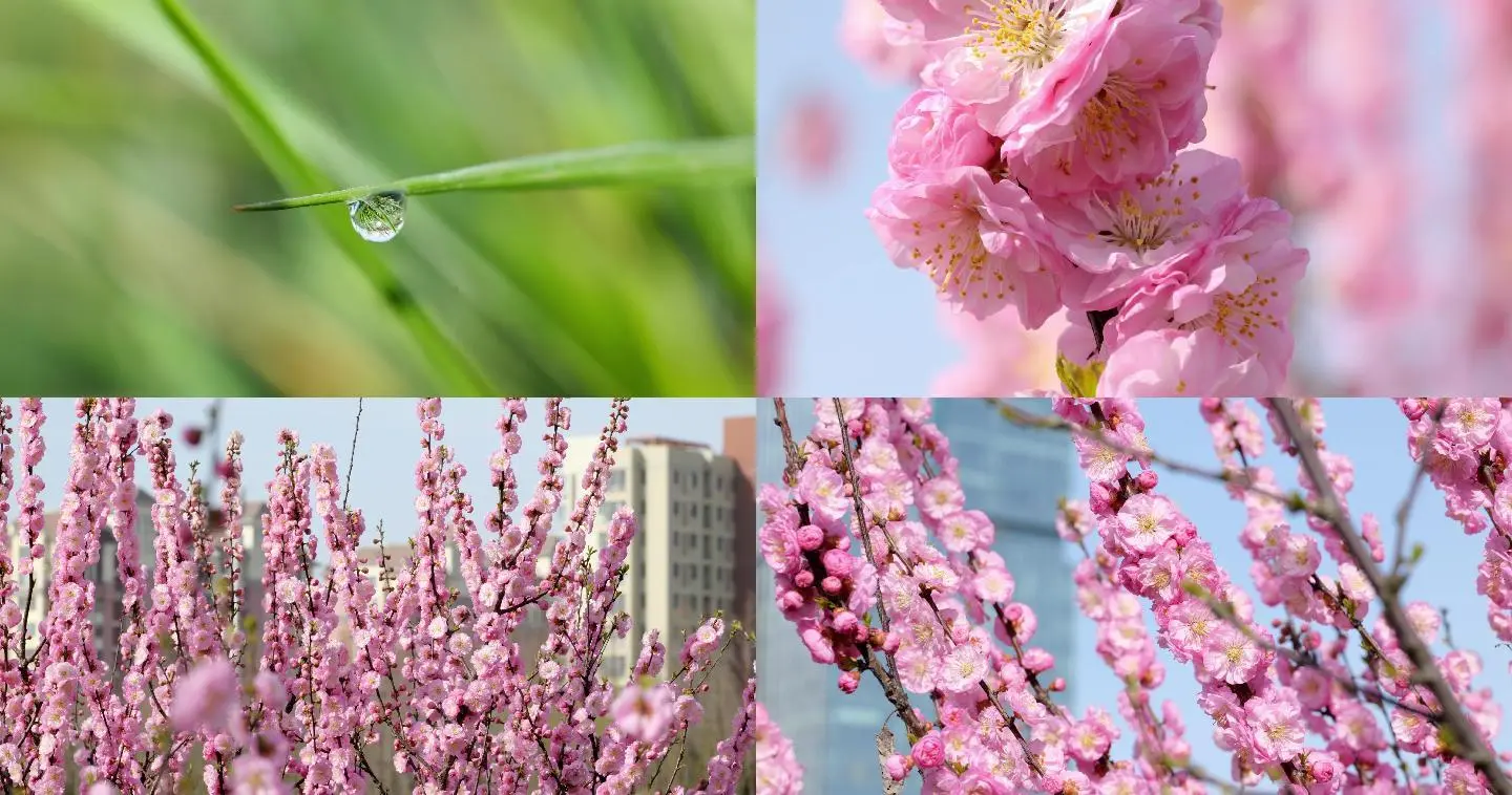 花瓣剪辑怎么剪视频_花瓣怎样剪视频_花瓣剪辑视频教程