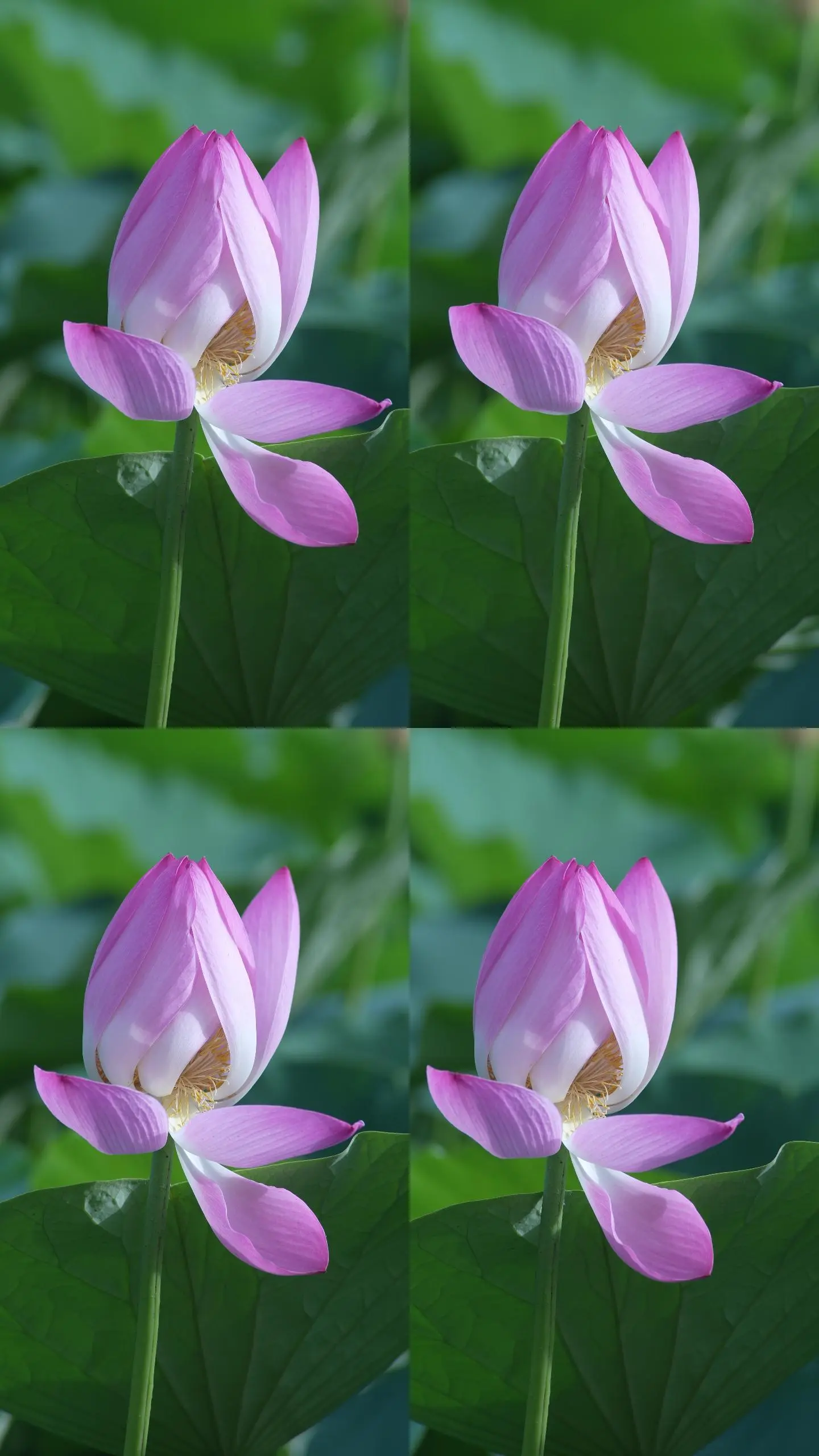 花瓣怎样剪视频_花瓣剪辑怎么剪视频_花瓣剪辑视频教程