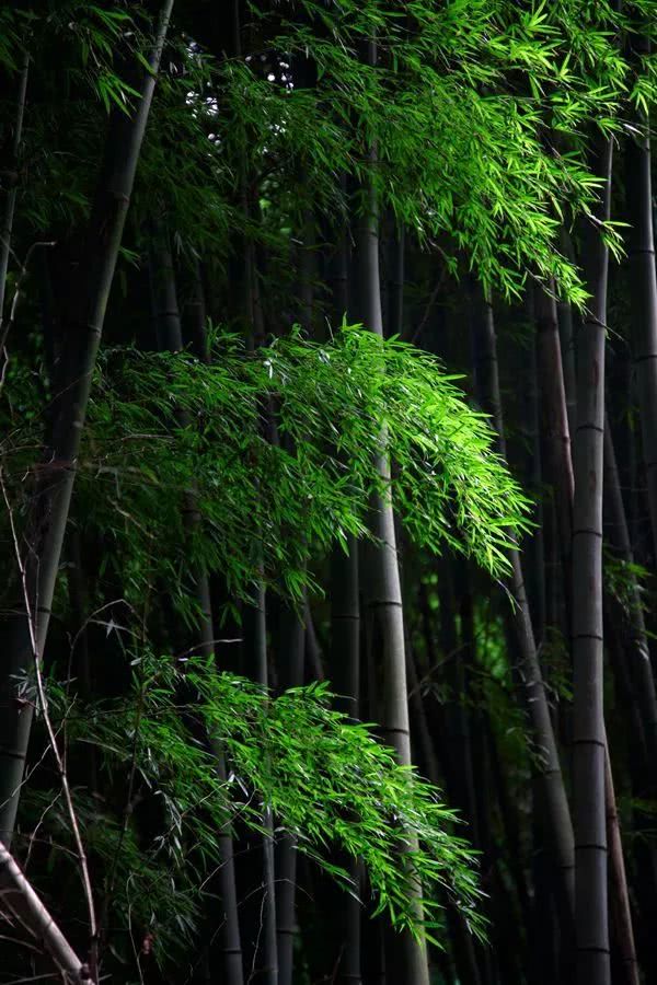 夜见月什么意思_月见夜_见月草和见月草vb