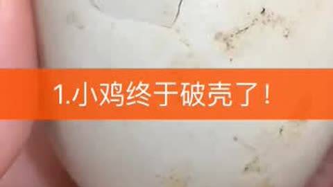 小鸡游戏手柄app_游戏手柄 手机小鸡_小鸡手柄手机版
