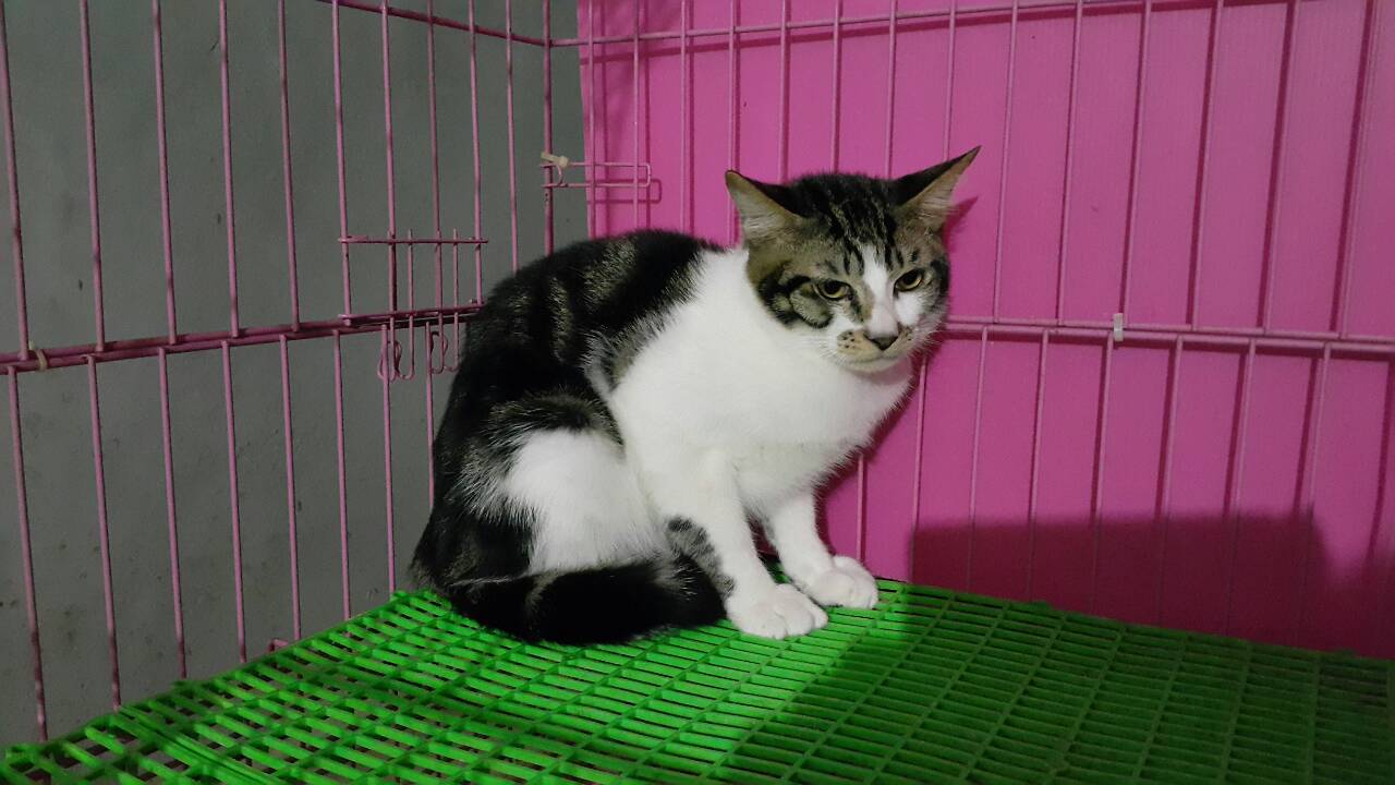 猫虎皮白色的是啥品种的猫_虎皮猫_猫虎皮兰中毒