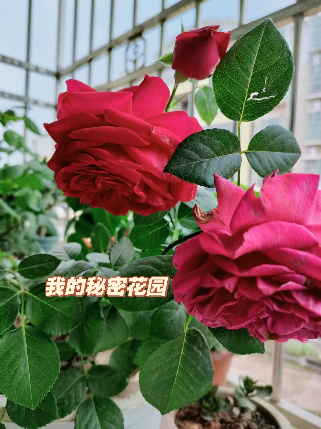 川字纹_尤川_川麻