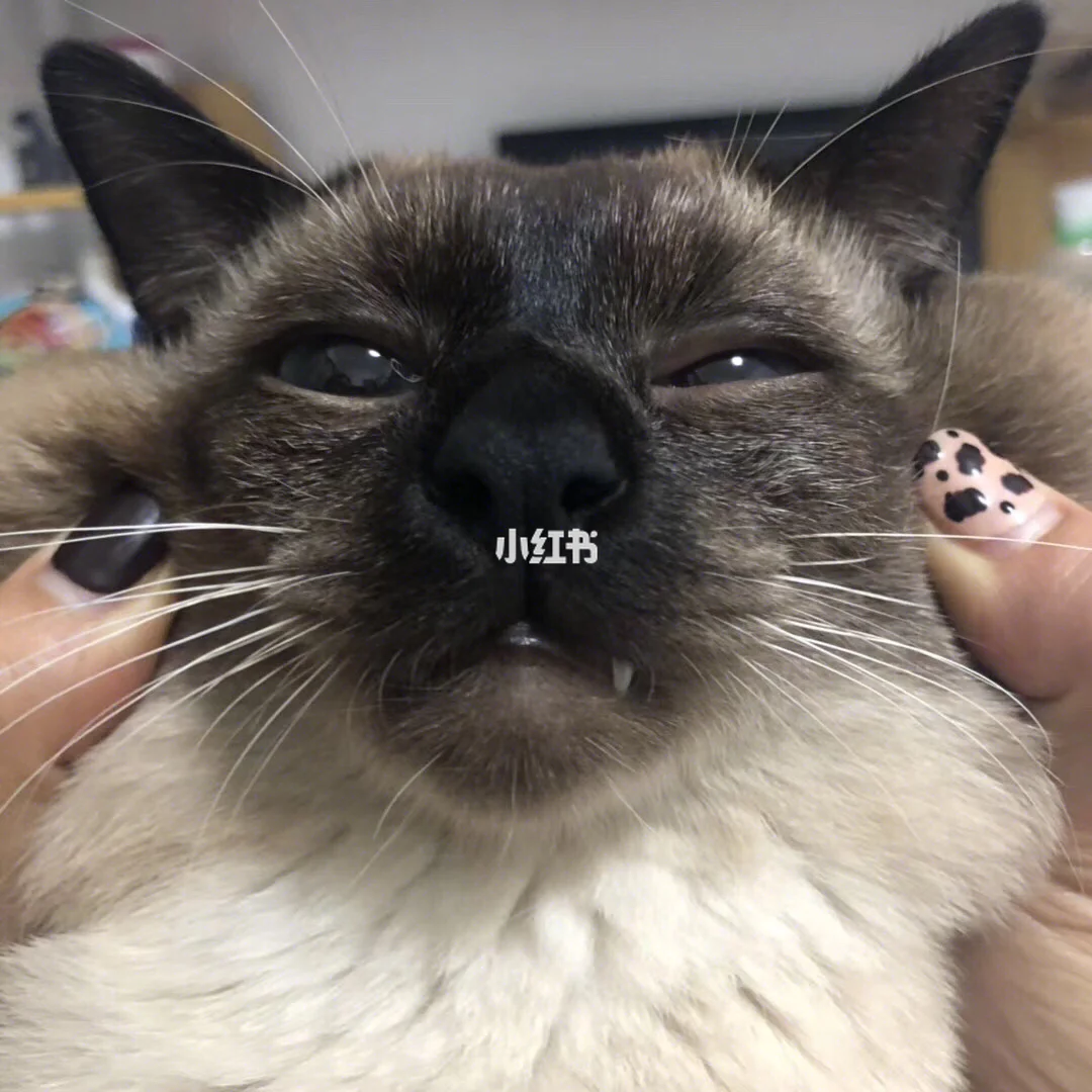 养猫咪的游戏软件_养猫小游戏手机_手机养猫咪的游戏