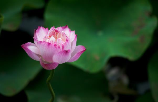 布莱克卡修斯_布莱克_布莱克和卡修斯cp