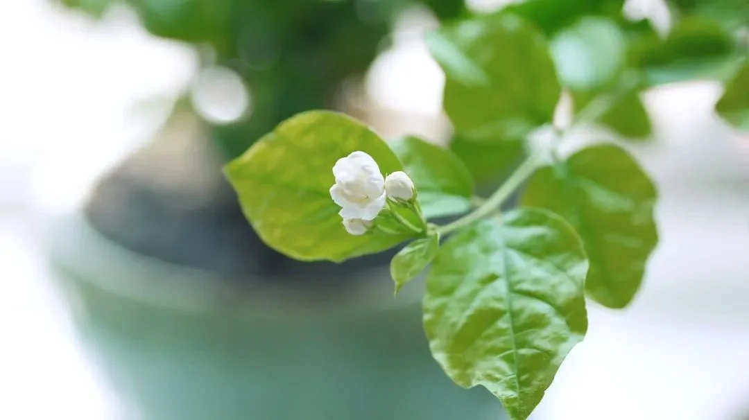朔与茉莉_朔与茉莉_朔与茉莉