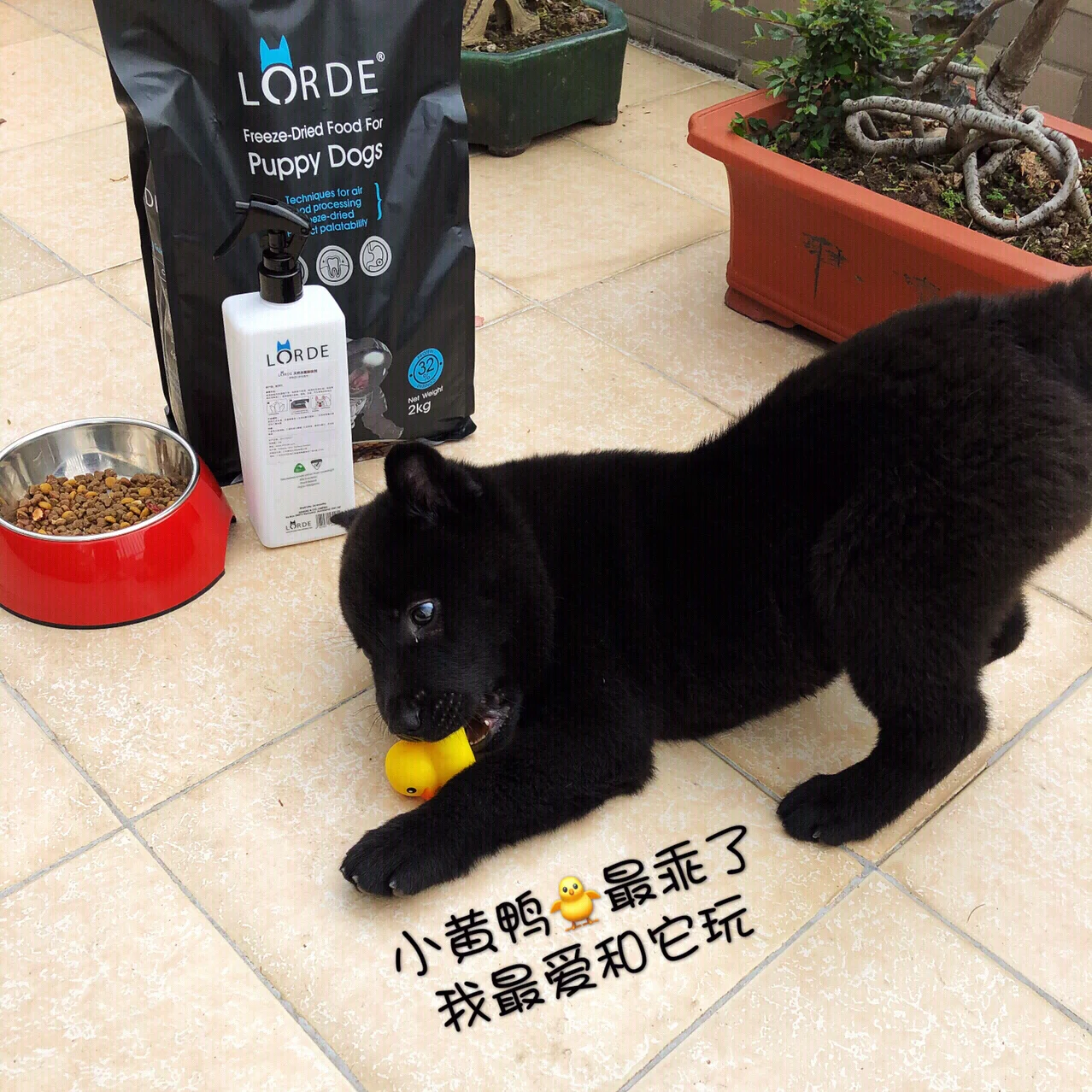 养小动物的手机游戏_养动物的手机游戏_养动物有什么手机游戏