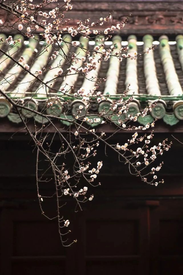 五月花神芍药在什么节气开放_五月花神_五月花神是谁