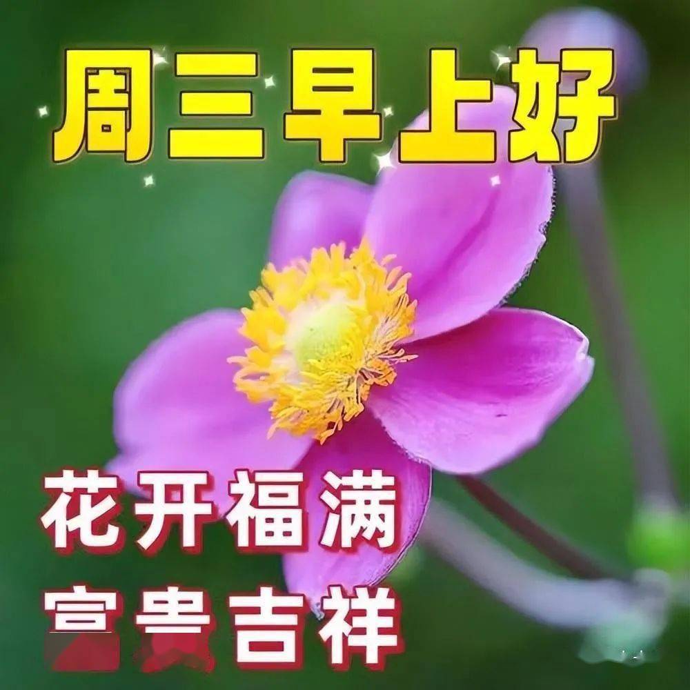 黎明使者薇古丝_黎明使者_黎明使者雷克顿