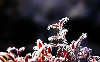 今天霜降是什么意思_今天霜降_今天霜降是几月几日
