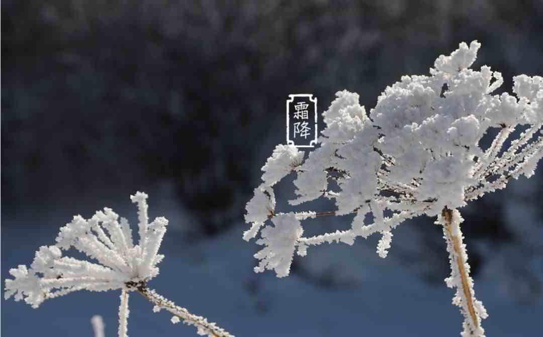 今天霜降是几月几日_今天霜降_今天霜降是什么意思