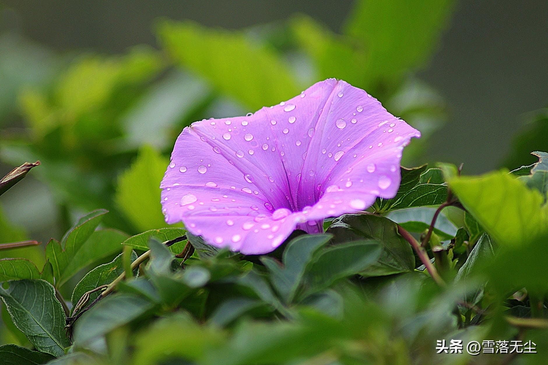 华为手机删掉的天气怎么恢复_华为手机自带天气删了如何找回_华为删了天气怎么找回