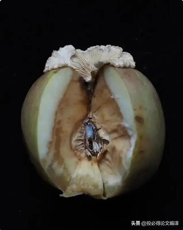 白色苹果图片手机壁纸高清_苹果13白色手机图片_白色苹果图片手机壁纸