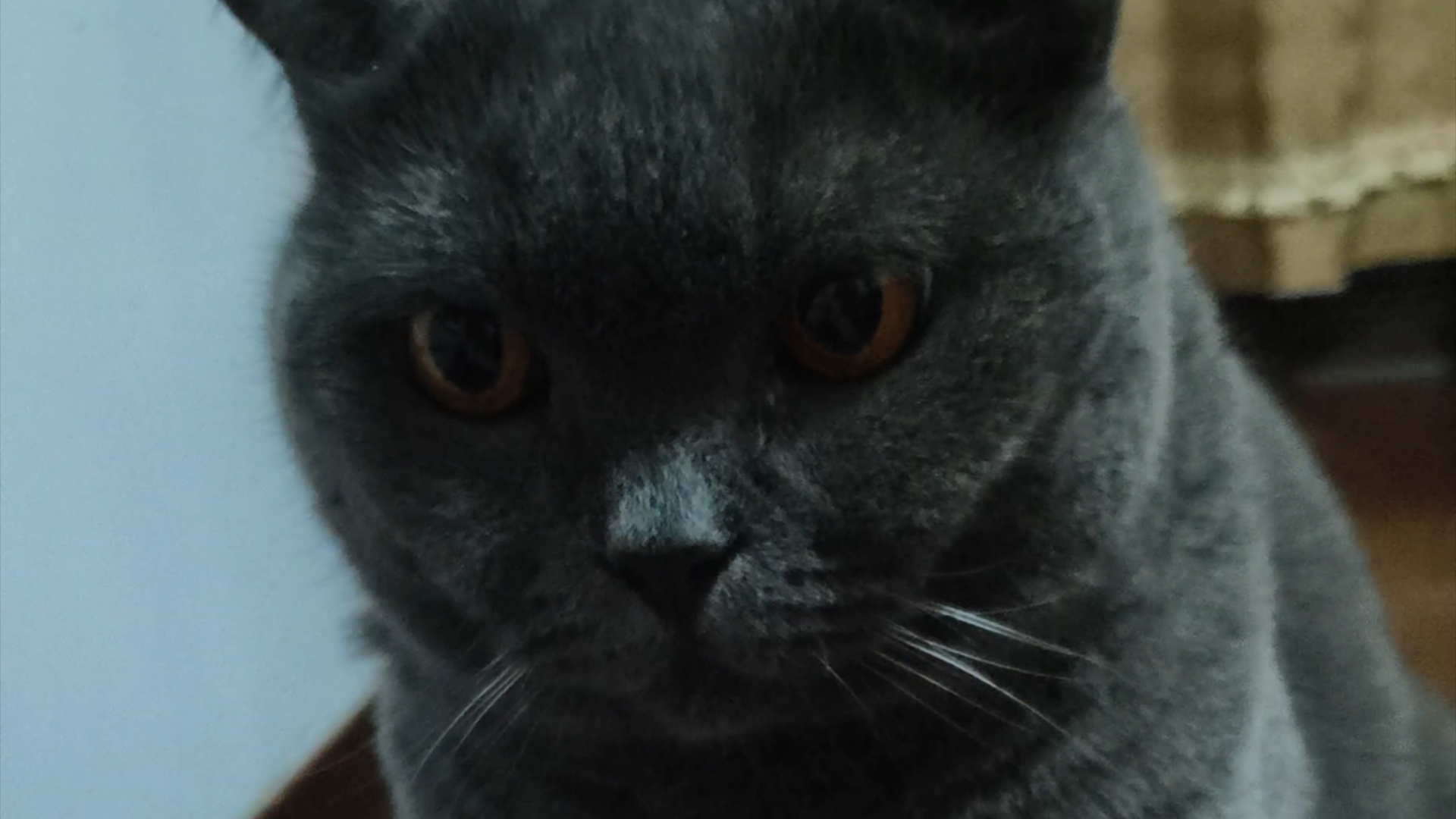 猫咪卖萌可爱图片大全_猫咪卖萌可爱图片卡通_猫咪可爱图片卖萌