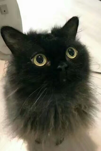 玩养猫游戏可以赚钱_养猫骗局报案侦查结果_养猫手机游戏骗局