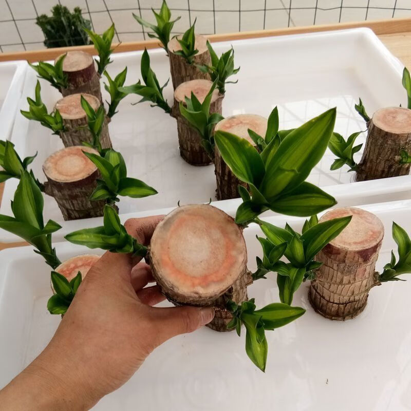 格鲁赛德文森特_格鲁特_哈姆扎格鲁