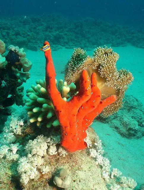深海免费完整版高清在线观看_《深海》电影国漫免费观看_深海电视剧在线观看