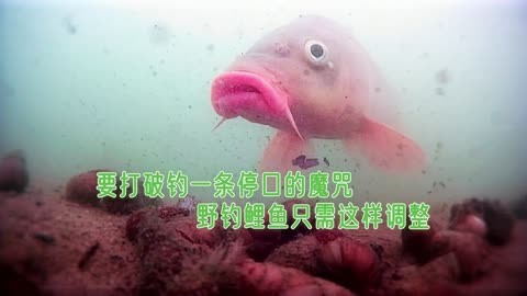 鲤鱼s_鲤鱼是什么鱼_鲤鱼s视频