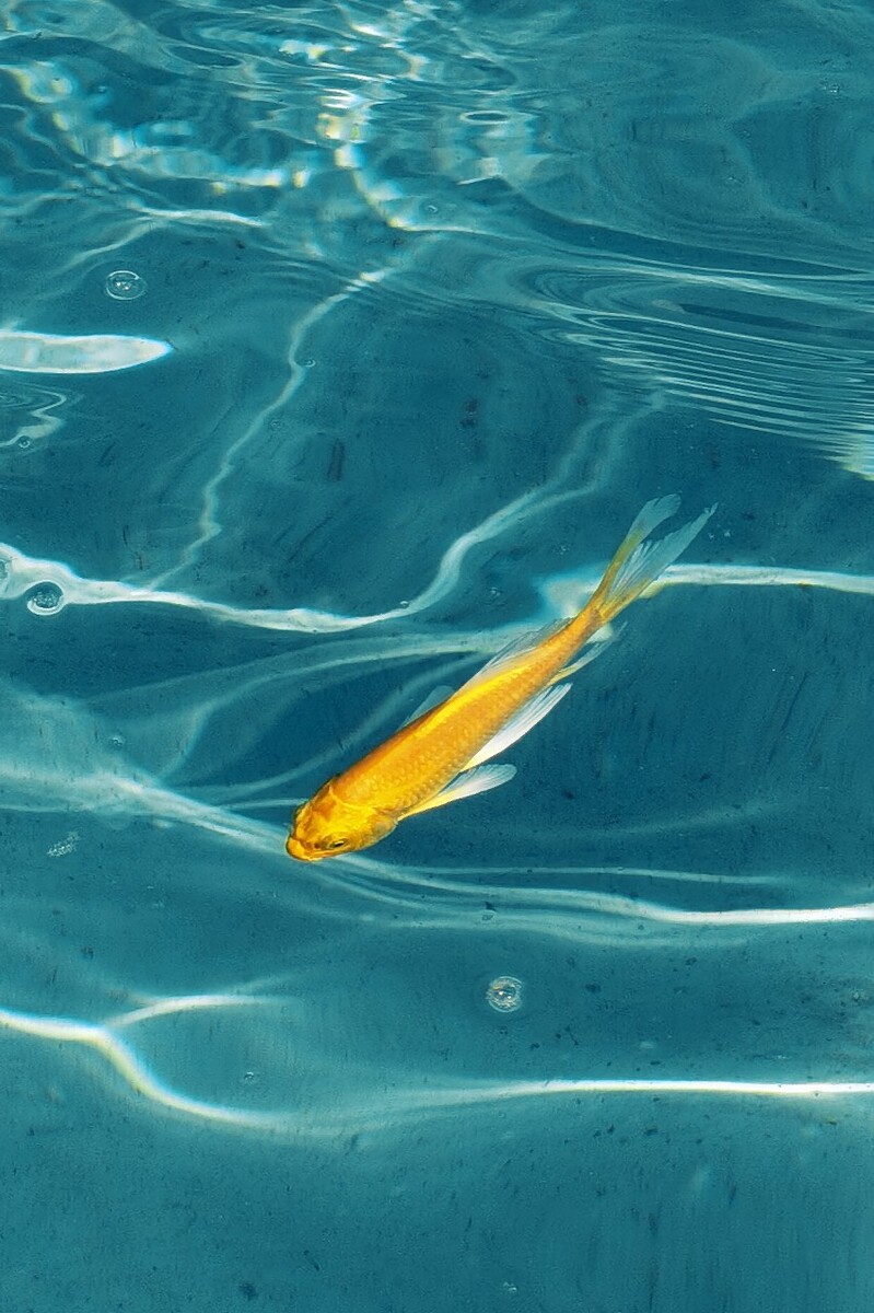 鲤鱼s视频_鲤鱼s_鲤鱼是什么鱼